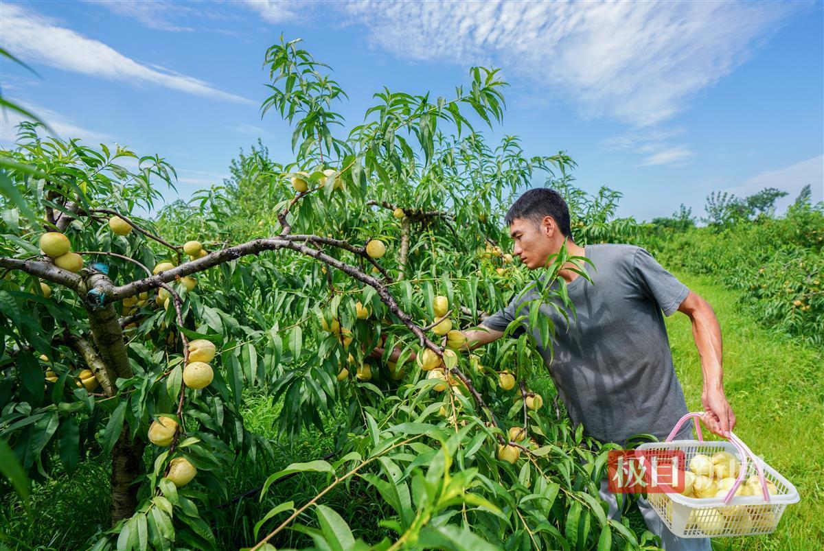 半岛体育“海归”硕士在黄陂种出斐济果：引进更多新兴品种将“吃货”进行到底(图3)