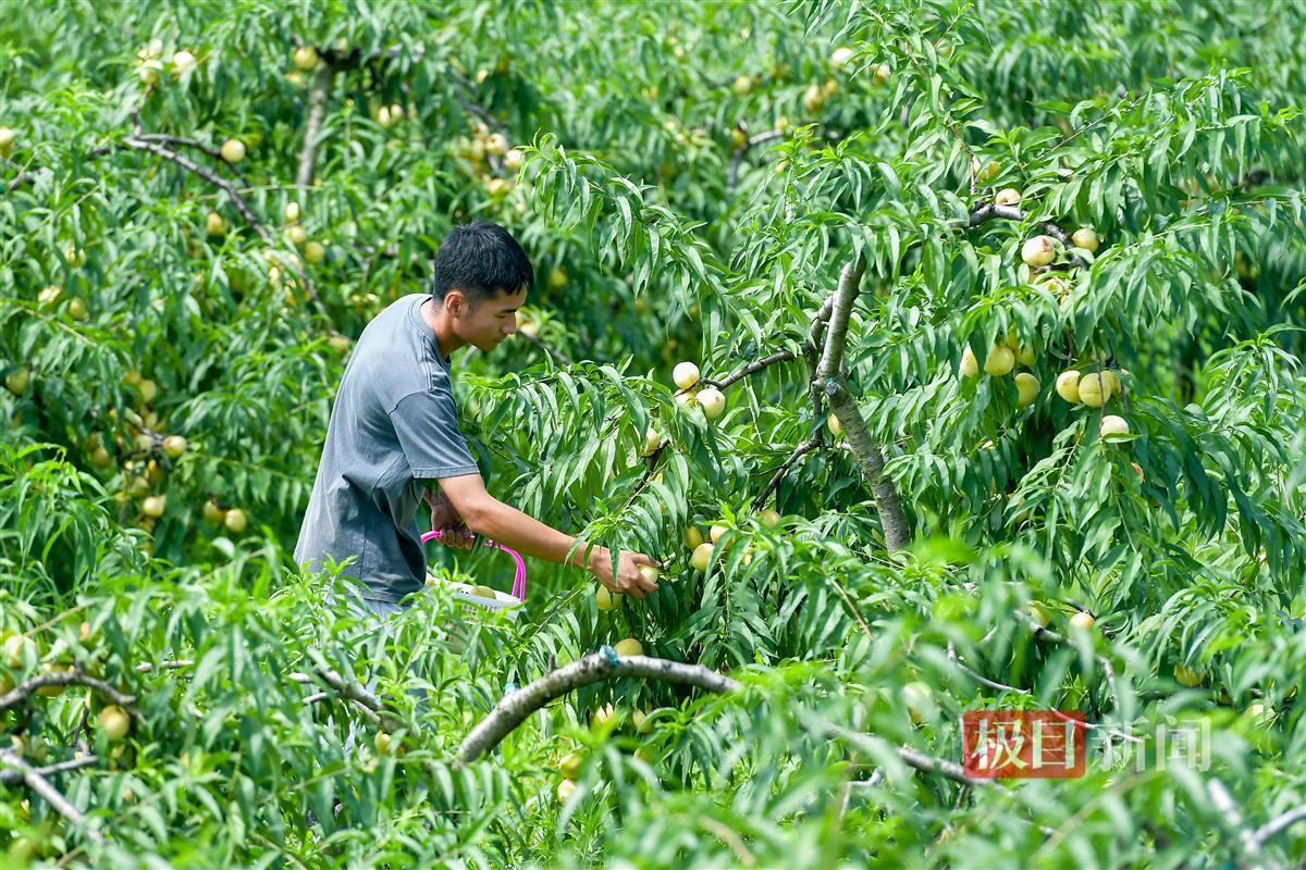 半岛体育“海归”硕士在黄陂种出斐济果：引进更多新兴品种将“吃货”进行到底(图4)