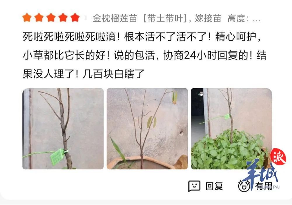 半岛(中国)体育·官方网站榴莲在家也能种？网上卖的榴莲苗真能结果吗？记者调查→(图4)