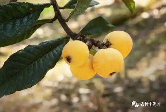 半岛体育南方特有的水果被称为“初夏第一果”甜美可口5月大量上市(图1)