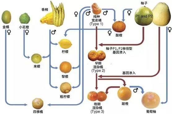 半岛(中国)体育·官方网站既是爸爸又是娃：橘子的家谱乱如麻(图1)