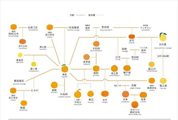 半岛(中国)体育·官方网站既是爸爸又是娃：橘子的家谱乱如麻(图2)