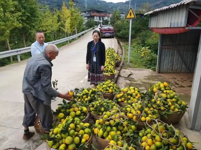 半岛(中国)体育·官方网站前方高甜！龙泉山“橘海”飘香等你来采摘哦(图1)