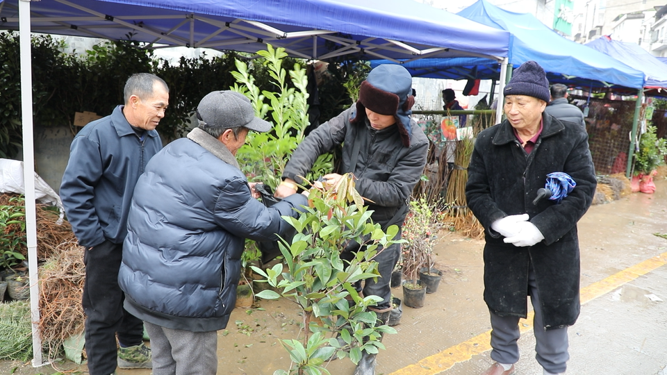 半岛体育道县：春种好时节 苗木市场销售旺(图2)