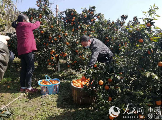 半岛(中国)体育·官方网站璧山：柑橘产业富了村民 留了乡愁(图1)