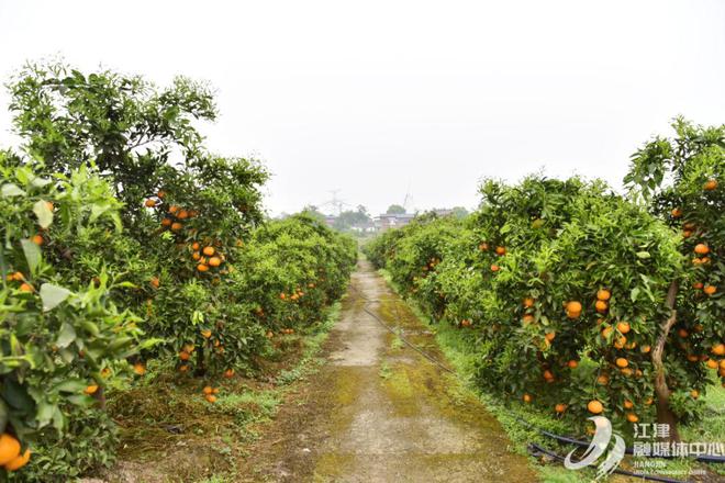 半岛(中国)体育·官方网站70000吨！江津晚熟柑橘大量上市(图3)