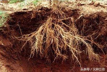 半岛体育生物刺激素：根深才能叶茂果树促根技术详解(图1)