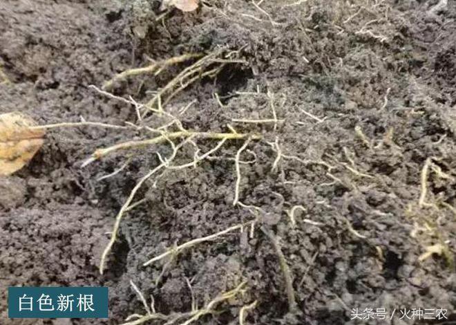 半岛体育生物刺激素：根深才能叶茂果树促根技术详解(图3)