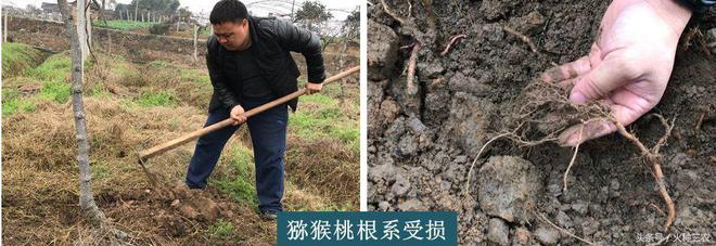 半岛体育生物刺激素：根深才能叶茂果树促根技术详解(图4)