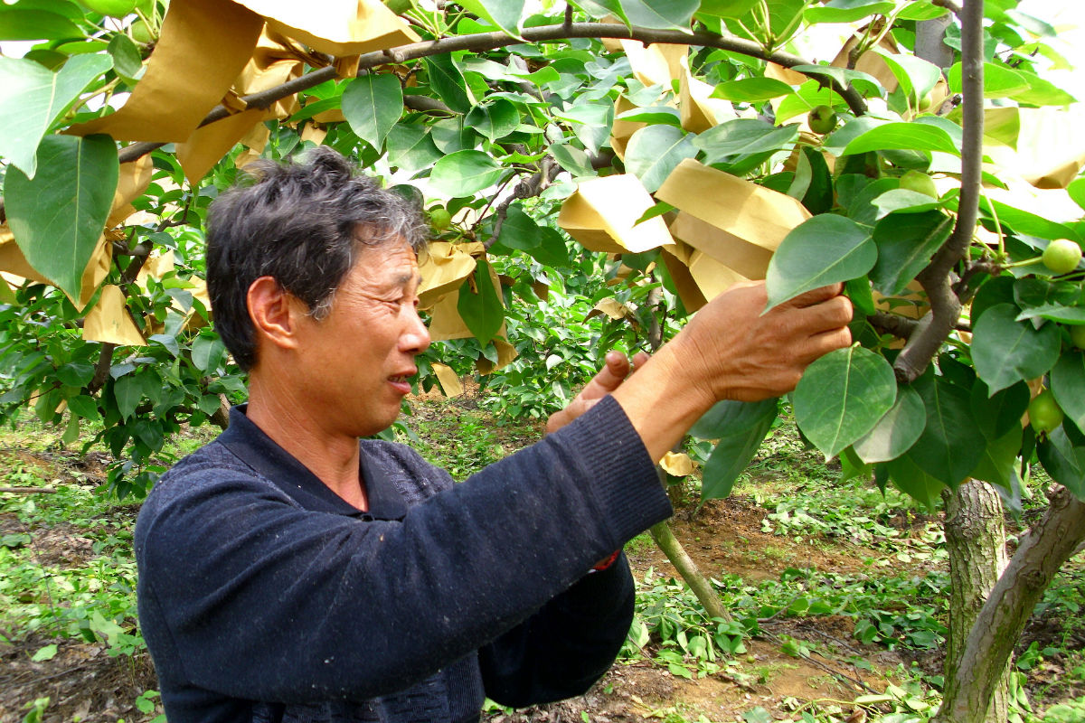 半岛体育帮致富小课堂丨要想果树栽培高产节本又增效还需这五招(图3)