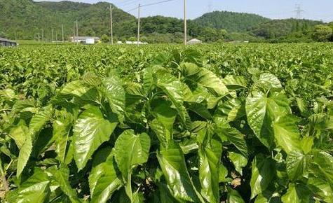 半岛(中国)体育·官方网站种植桑树要注意这些细节不能马虎一起来看看！(图5)