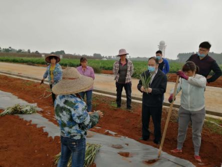 半岛(中国)体育·官方网站粤引早脆梨、青脆柚、麒麟三华李……广东省农科院向贫困户(图6)