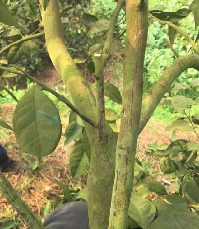 半岛体育生物农药：阴雨+降温！柑橘青苔频发试试生物农药防治办法！(图3)