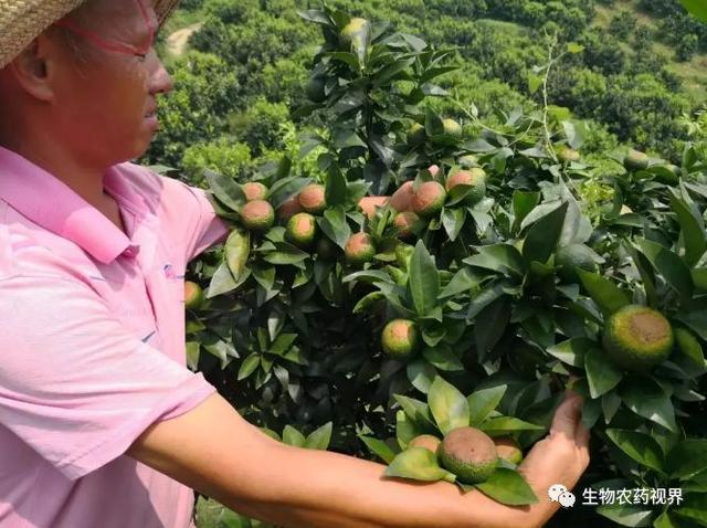 半岛体育生物农药：阴雨+降温！柑橘青苔频发试试生物农药防治办法！(图6)