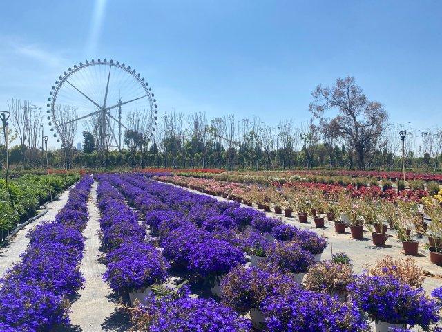 半岛体育有一种叫云南的生活 蓝花楹、云南樱花、迷迭香…昆明绿化带还藏有哪些“网红(图2)