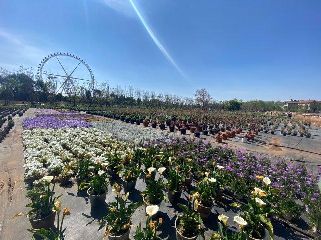 半岛体育有一种叫云南的生活 蓝花楹、云南樱花、迷迭香…昆明绿化带还藏有哪些“网红(图1)