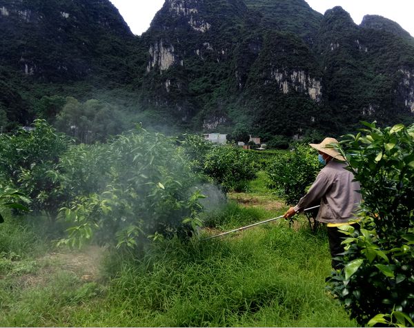 半岛(中国)体育·官方网站柑橘种植打药时间什么时候好？(图1)