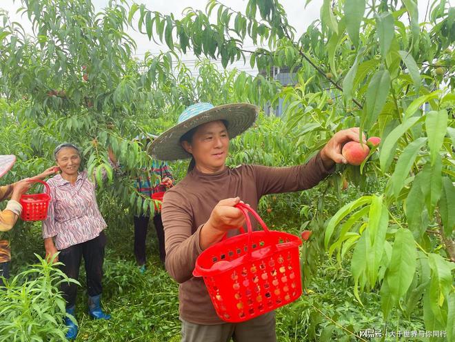 半岛(中国)体育·官方网站铜梁：1园200个品种 这里的桃子邀您来采摘(图3)