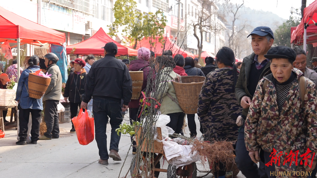 半岛(中国)体育·官方网站凤凰县：春耕备种正当时 苗木市场销售旺(图1)