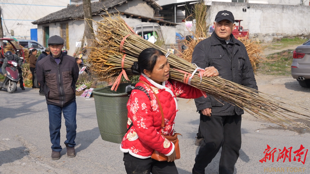 半岛(中国)体育·官方网站凤凰县：春耕备种正当时 苗木市场销售旺(图2)