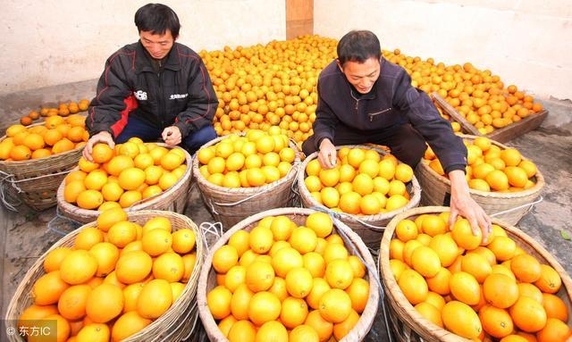 半岛(中国)体育·官方网站柑橘香蕉占广西水果60% 遭遇价格跳水后现在如何？(图2)