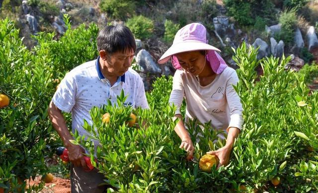 半岛(中国)体育·官方网站柑橘熟啦~快来开远过一个橘子味的春天(图3)