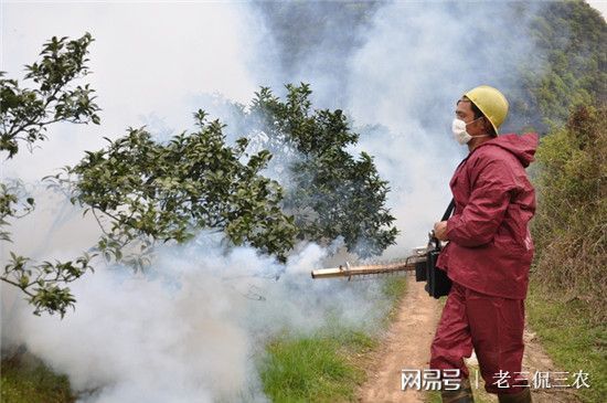 半岛体育果农：柑橘黄龙病无法治愈是好事如果能治愈我就不敢种柑橘了！(图2)