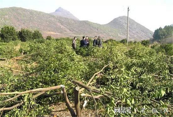 半岛体育果农：柑橘黄龙病无法治愈是好事如果能治愈我就不敢种柑橘了！(图4)