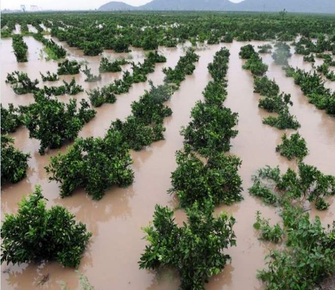 半岛(中国)体育·官方网站广西遭遇历史性特大暴雨袭击砂糖橘保果关键期历劫产量或将(图2)