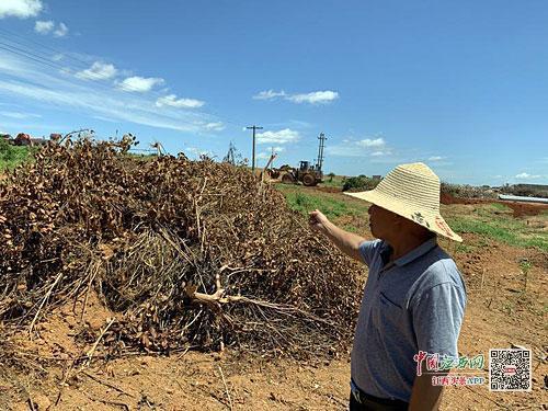 半岛(中国)体育·官方网站眼看果园丰收在即 不料一朝夷为平地(图1)