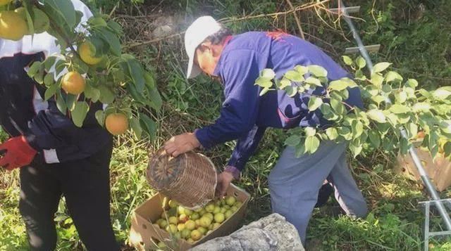 半岛(中国)体育·官方网站种一次收80年亩产达3000斤如今5元1斤热销却没人敢(图4)