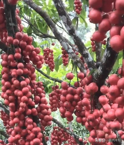 半岛体育农村奶奶家的一棵果树每一年都结满果子但却无人能叫出名字(图3)