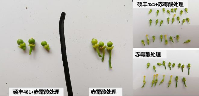 半岛体育天然芸苔素硕丰481：高品质柑橘种植五大关键技术一文说透(图4)