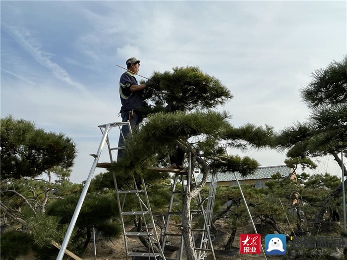 半岛(中国)体育·官方网站“中国商品市场综合百强”山东东岳国际花木城：用苗木花卉(图2)