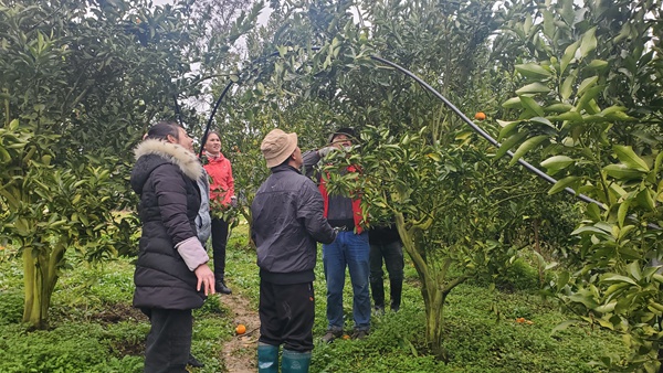 半岛(中国)体育·官方网站罗甸：果树春管正当时土专家+农技员现场培训来助力(图2)