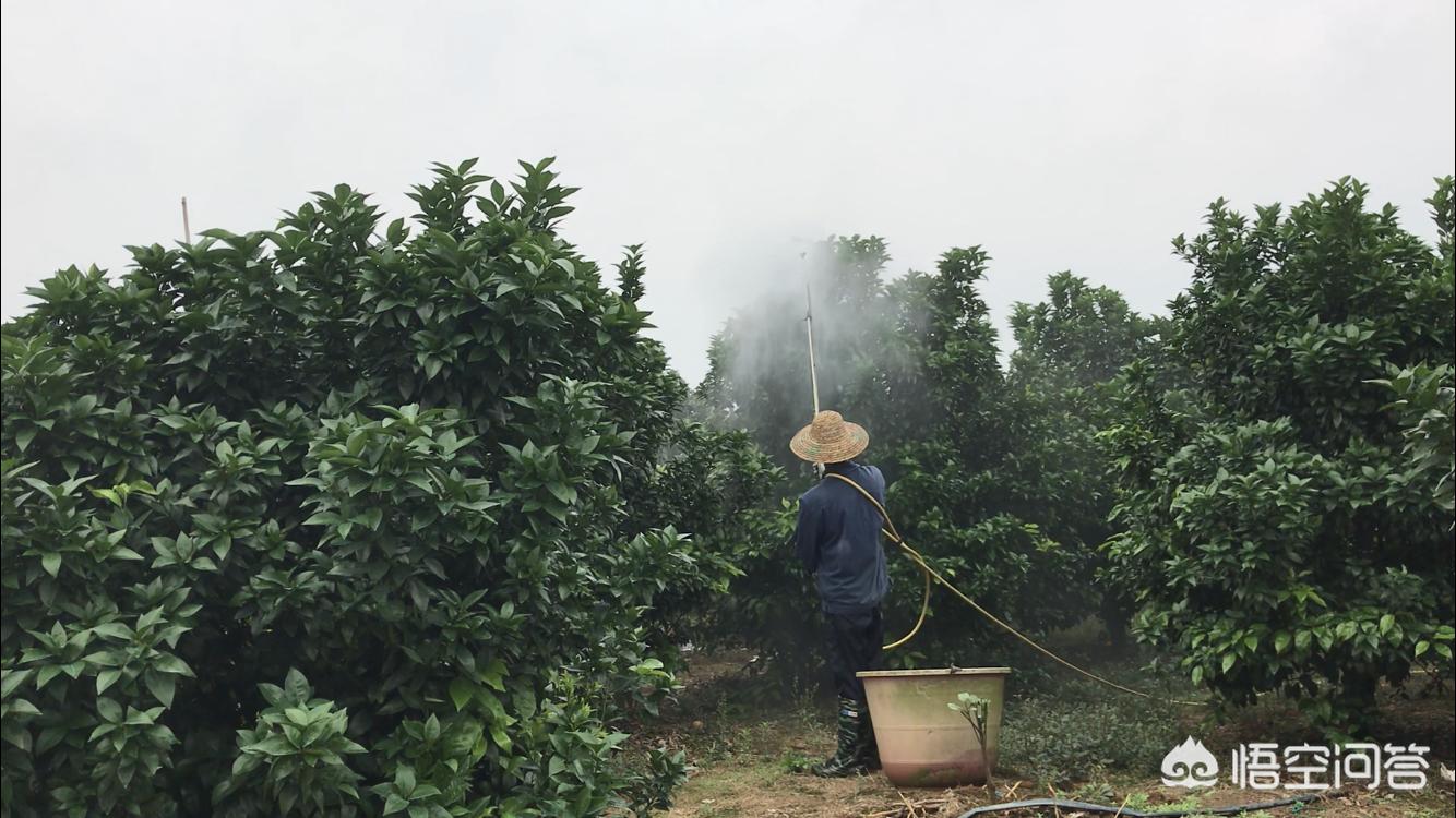 半岛体育柑橘打药一年几次最好？什么时候打？(图5)