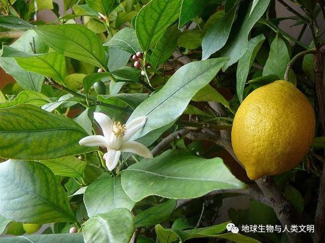 半岛体育【植物界全系列】芸香科—柑橘亚科（五）：柠檬(图2)