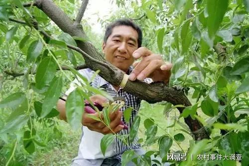 半岛体育在农村果树的芽明明长势很好为什么要在枝干上划一刀有用吗？(图2)