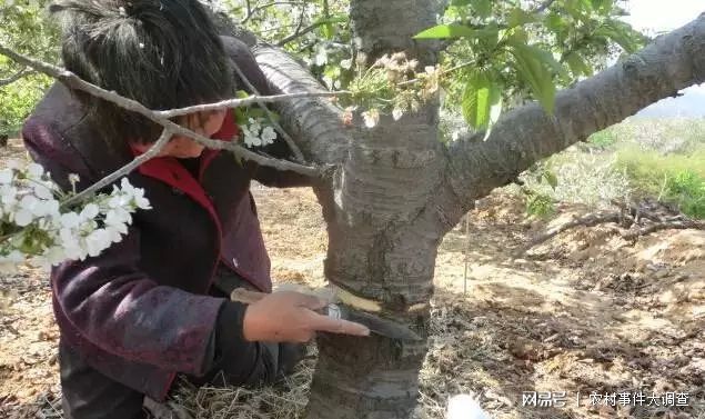 半岛体育在农村果树的芽明明长势很好为什么要在枝干上划一刀有用吗？(图7)