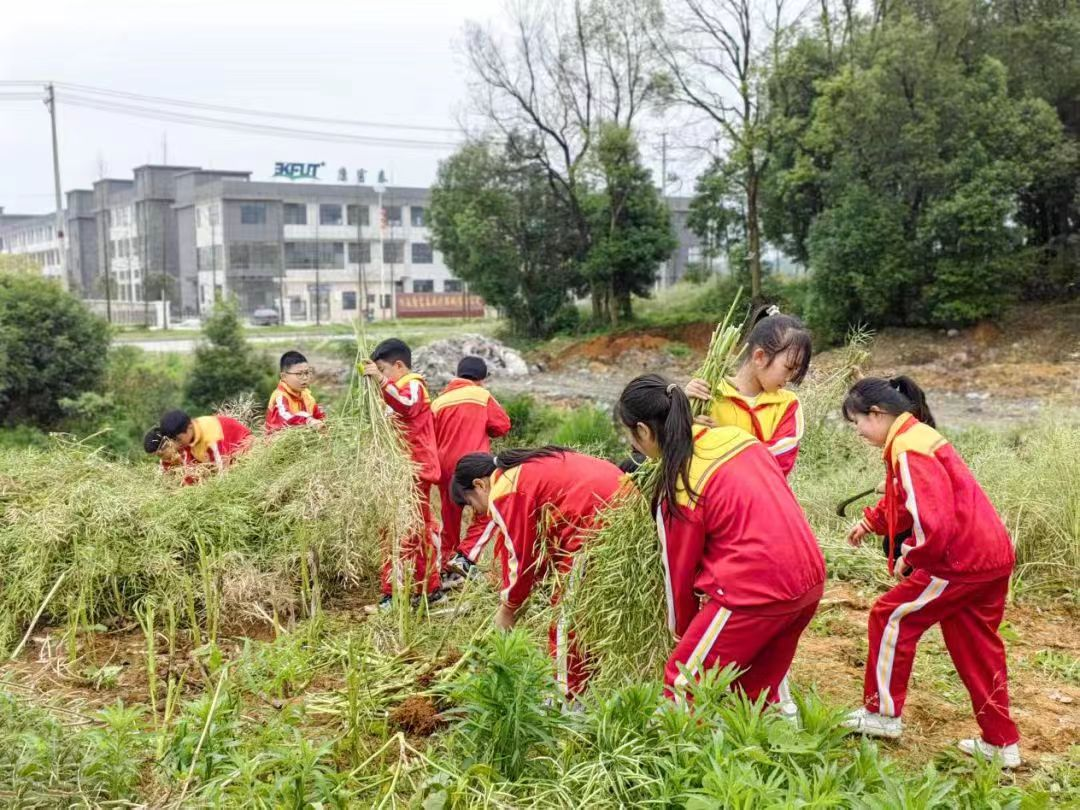 半岛(中国)体育·官方网站种瓜育秧样样行——湖南省洞口县劳动教育实践探索(图3)