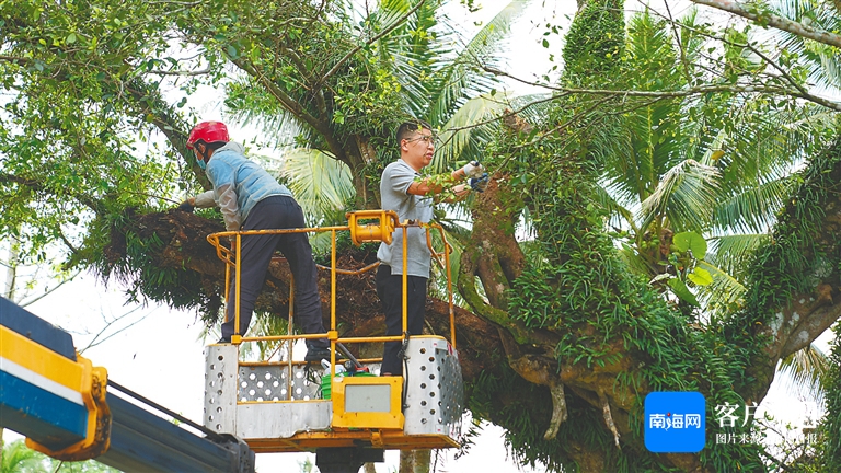 半岛体育老果树成为“流量密码” 如何打造古树研旅IP？(图4)