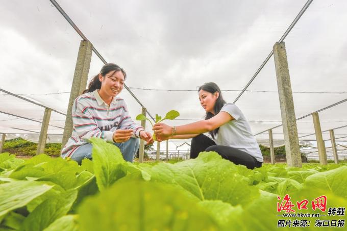 半岛体育海口：科技绘就村美民富好“丰”景(图4)