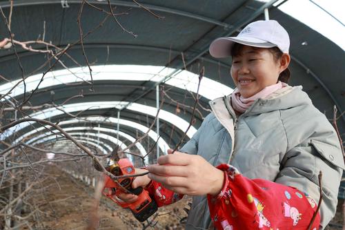 半岛体育屯南春来早果树大棚修剪忙(图1)