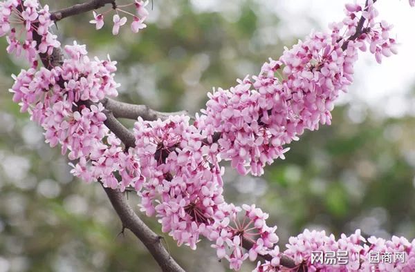 半岛(中国)体育·官方网站河南地区丨这些类型的苗木市场价格在3000元以上(图4)