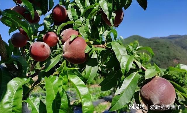 半岛体育家中还有田地的此树不要错过建议多种几棵市场前景较好(图7)