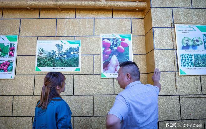 半岛(中国)体育·官方网站资阳客户到小波李子苗基地考察晚熟李子树苗樱桃苗(图2)