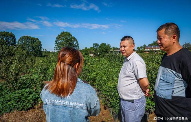 半岛(中国)体育·官方网站资阳客户到小波李子苗基地考察晚熟李子树苗樱桃苗(图1)