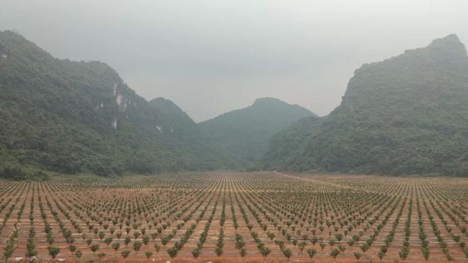 半岛(中国)体育·官方网站“喷药神器”破局柑橘规模种植“用工荒”!（BAA系列调(图1)