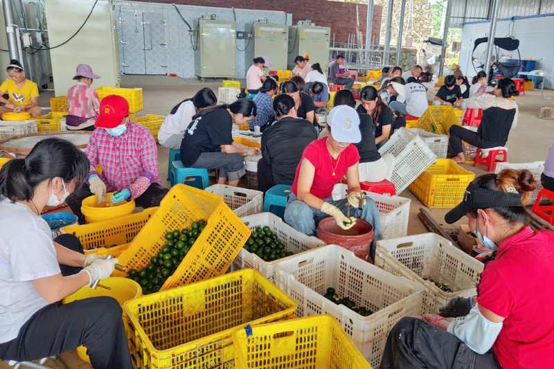 半岛体育东兴市：小青柑加工忙 村企合作促增收(图4)