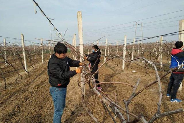 半岛(中国)体育·官方网站冬剪有5技巧疏枝、短截、回缩、缓放、刻芽适用于哪些果树(图2)